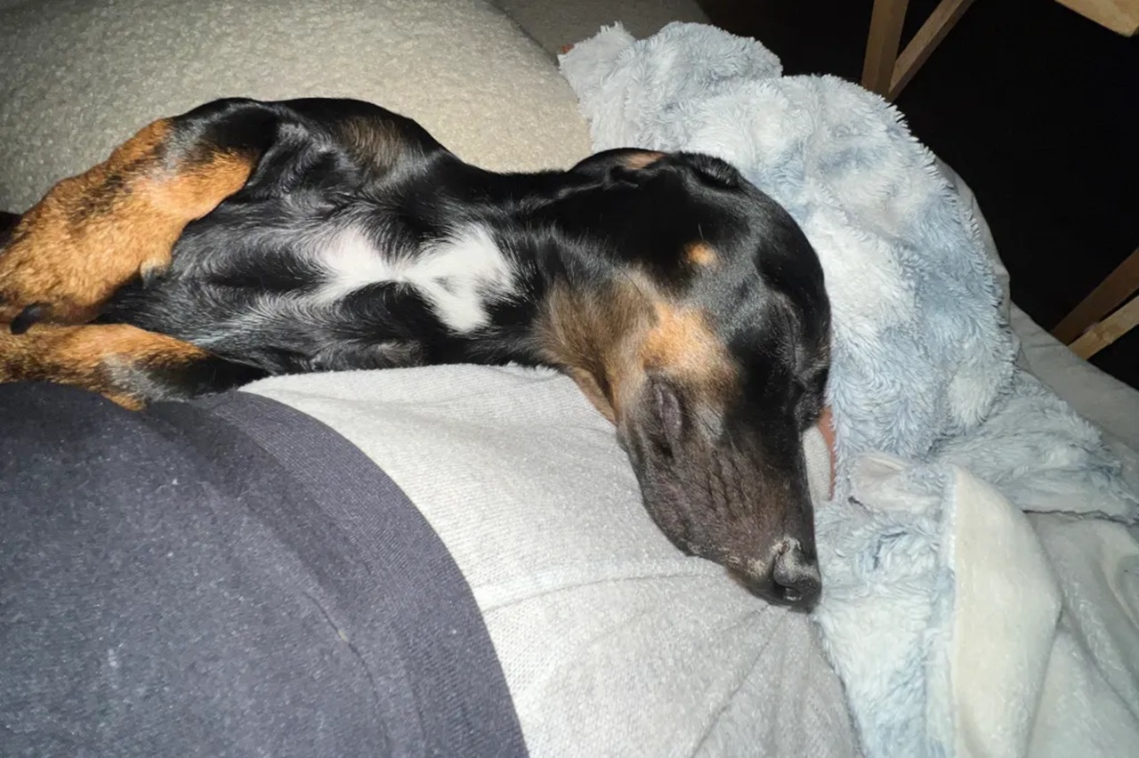 Cane dorme sul grembo della donna