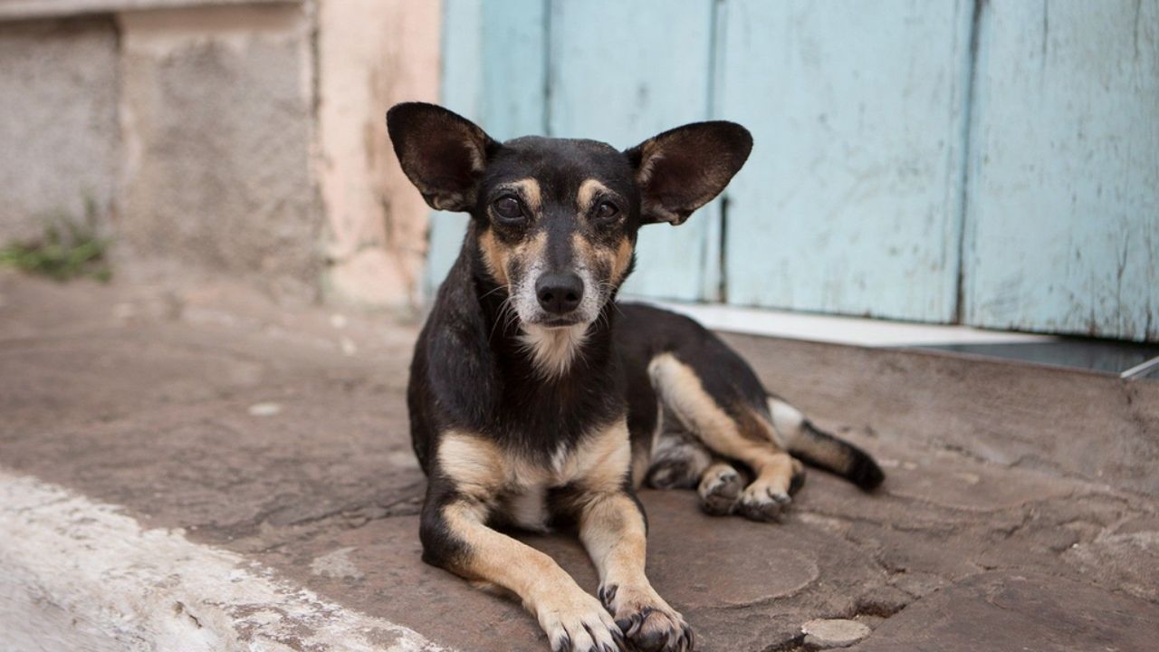 cane nero e marroncino