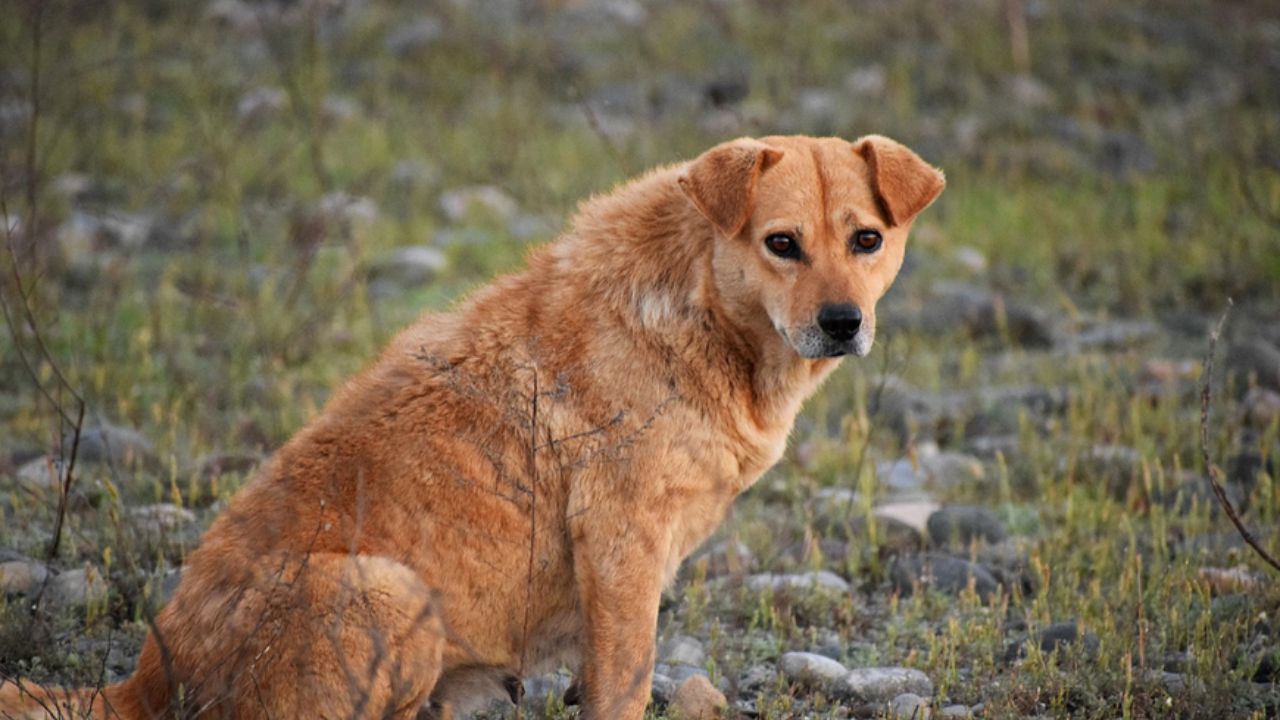 cane che guarda l'obiettivo