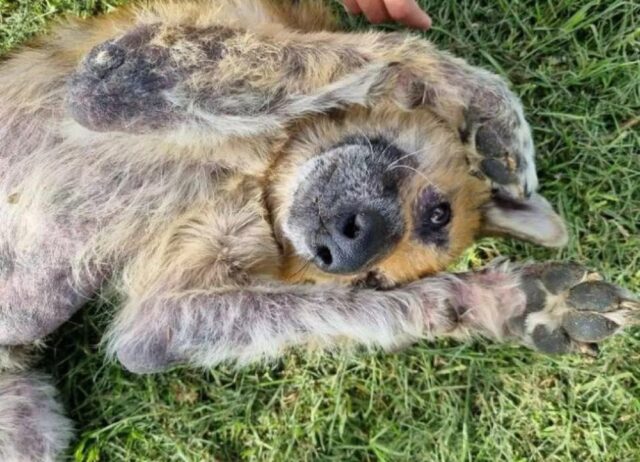 Cane sepolto vivo nella sabbia: ecco come sta oggi Courage