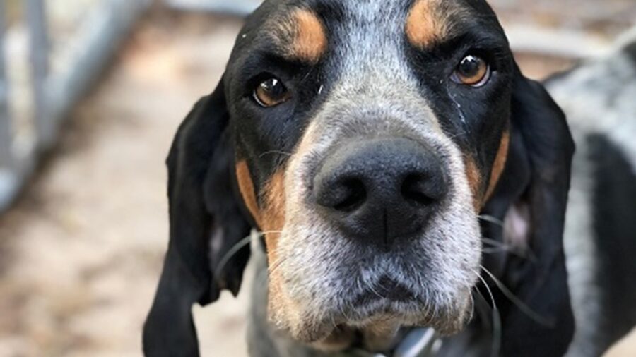 Primo piano del Blue tick hound