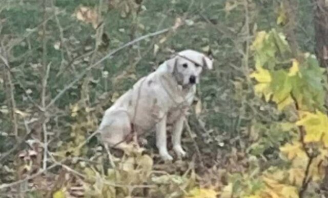 Cane smarrito ritrovato dopo 8 mesi: Kinnick è tornato a casa con una zampa in meno