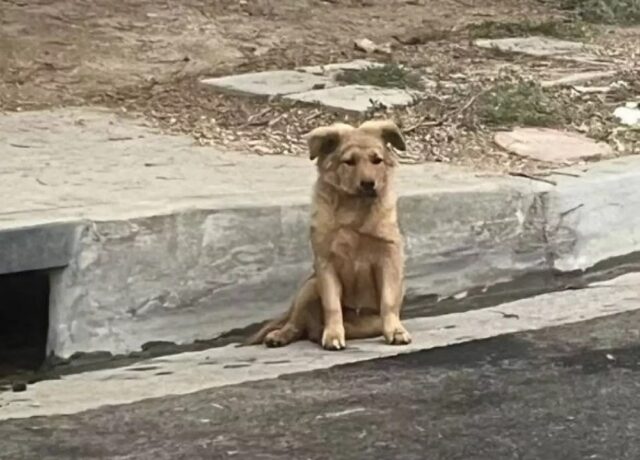 Cane sotto il marciapiede: come hanno salvato Cora