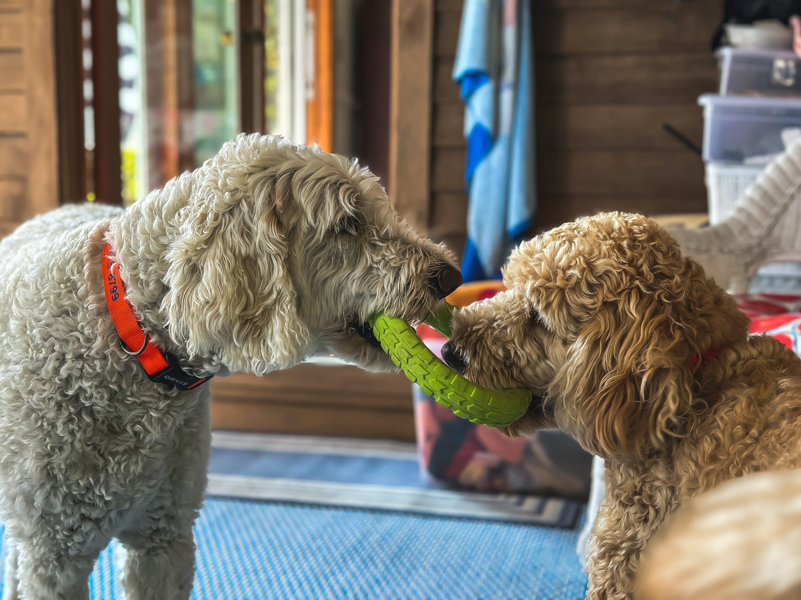 cani litigano per giocattolo