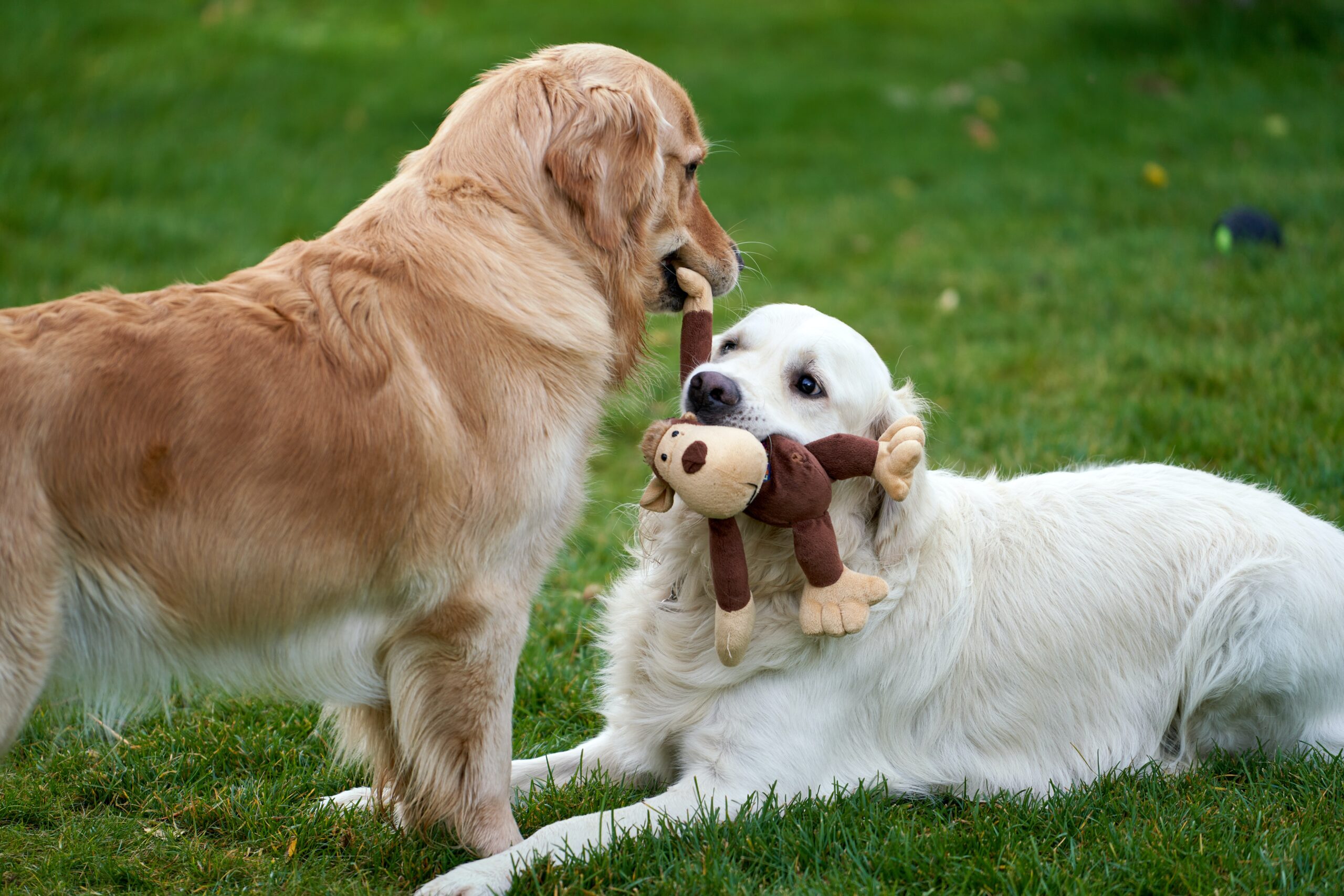 cane cerca di rubare gioco a cane