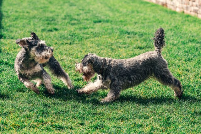 Cosa significa se il cane spaventa gli altri cani?