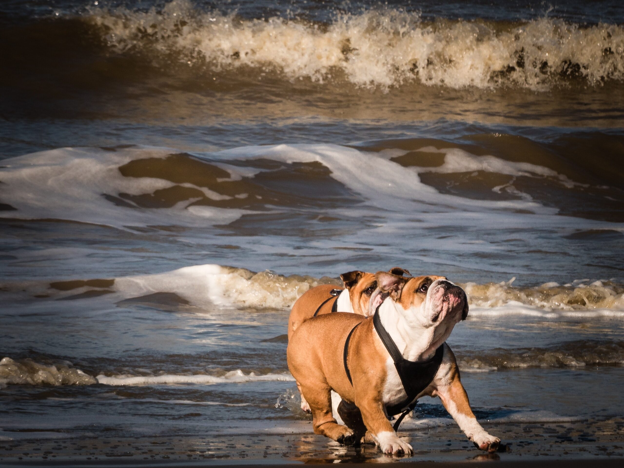 cani al mare