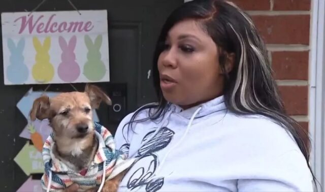 Cane torna a casa dopo più di un anno: Rusteze trovato da un poliziotto su una strada trafficata