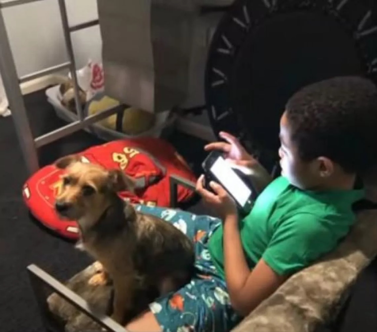 Bambino gioca con il cane