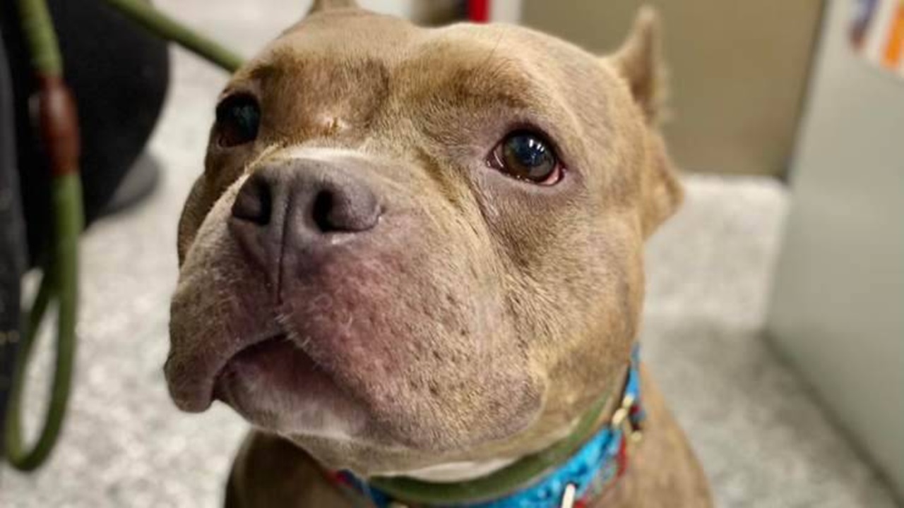 Cane Pitbull con lo sguardo serio