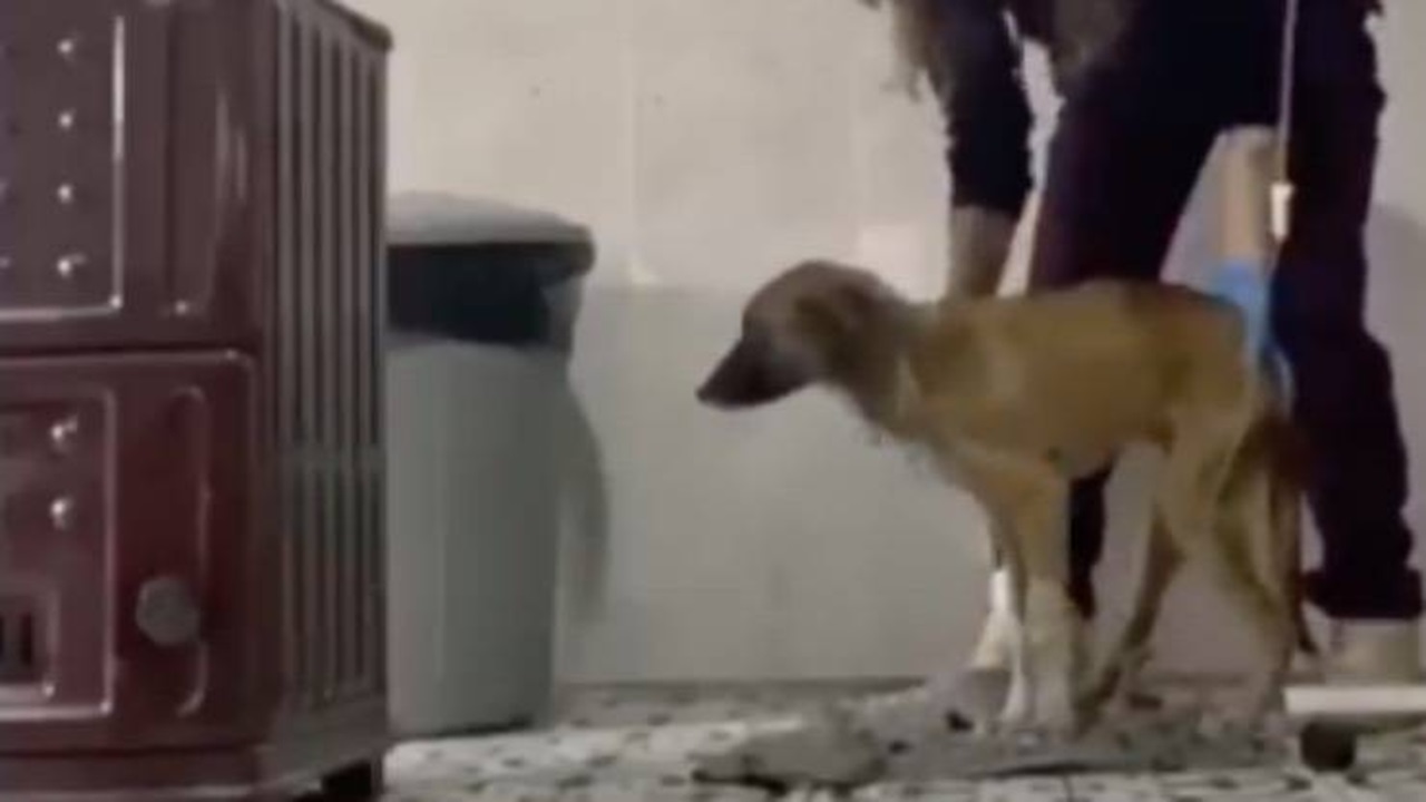 Donna aiuta il cane