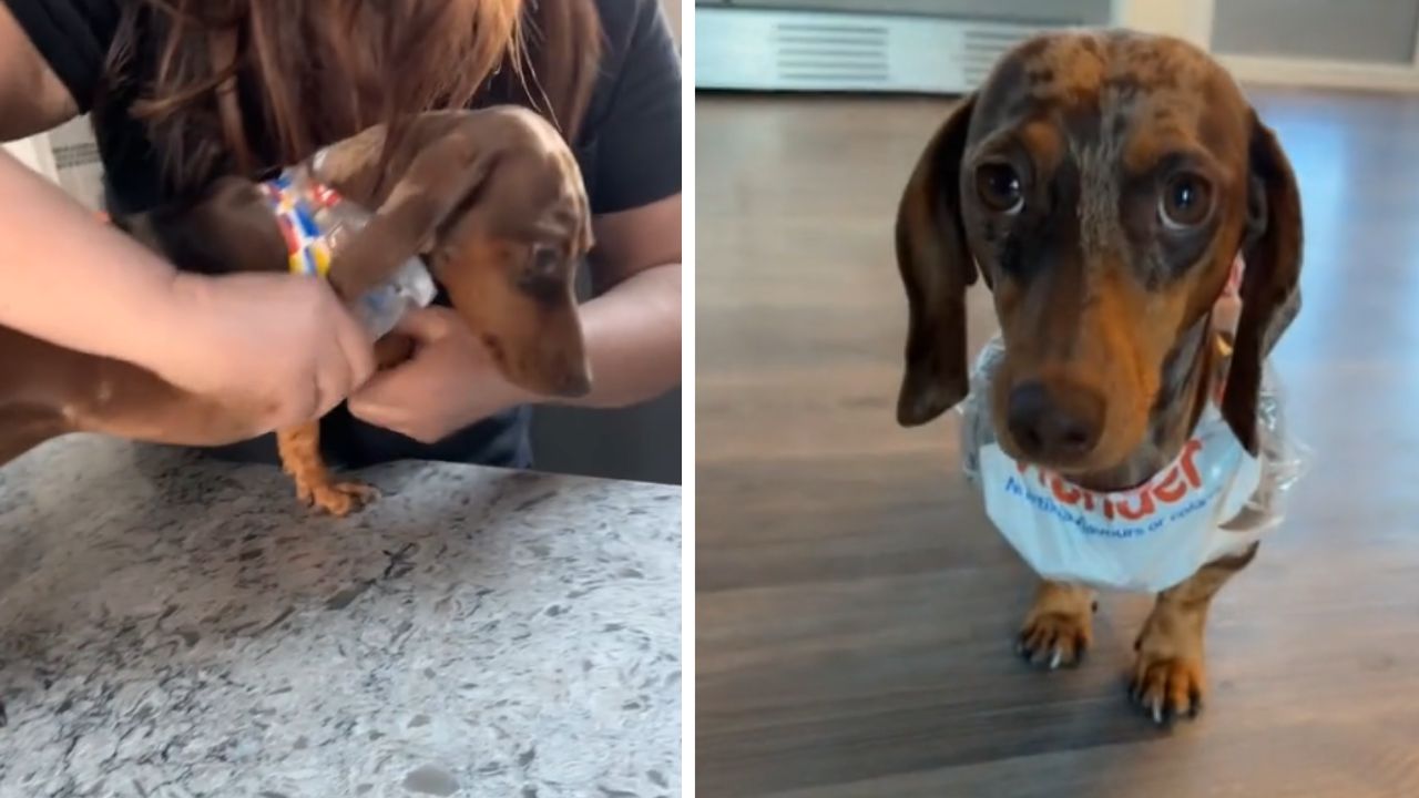 cagnolino che guarda davanti a sé