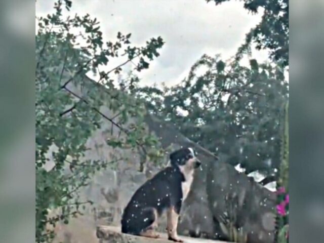 Lo hanno abbandonato all’aeroporto e questo cane da un anno resta lì in attesa che vengano a riprenderlo