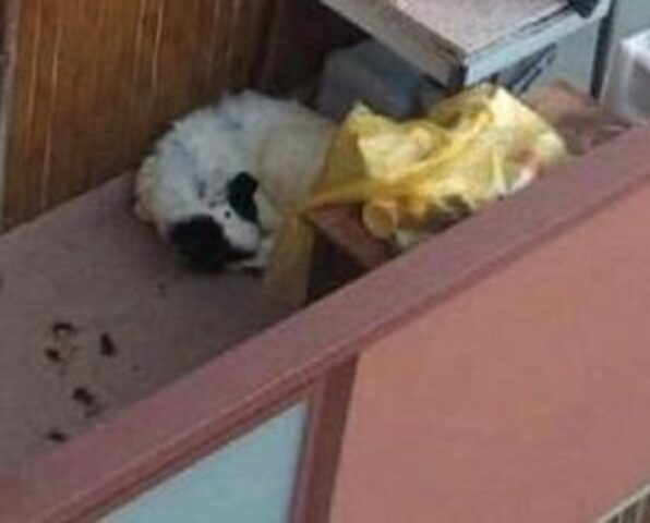 Cane vissuto su un balcone piccolissimo: non poteva nemmeno alzarsi in piedi