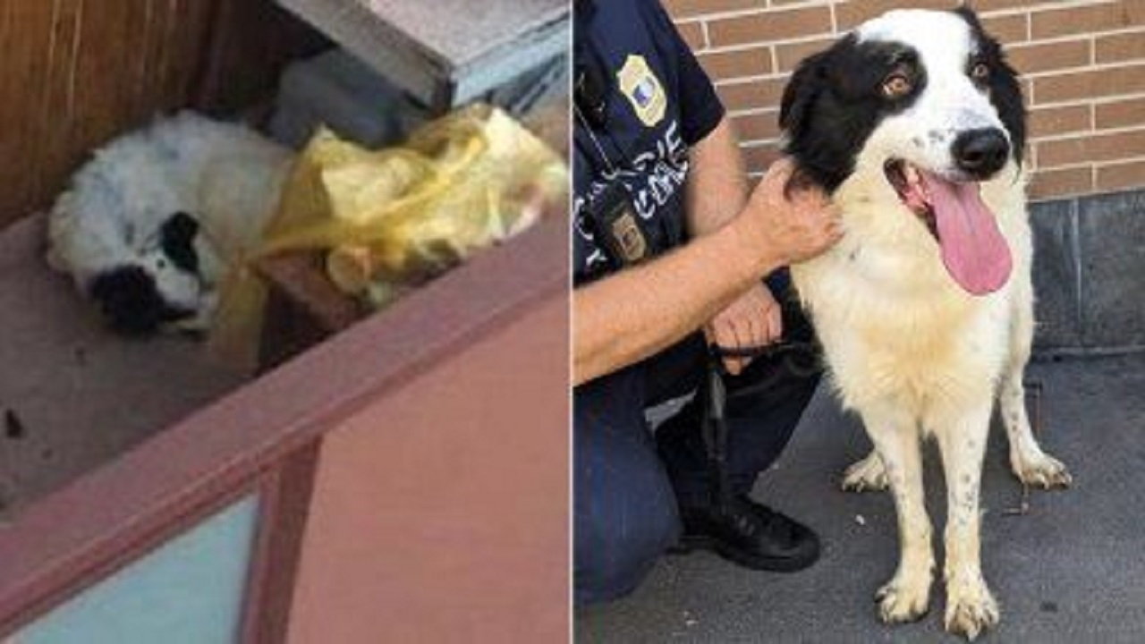 Cane salvato sul balcone