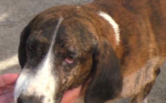 Proprio qui in Italia, questo cane è stato vittima di fucilate: ora sta meglio e sta cercando una famiglia