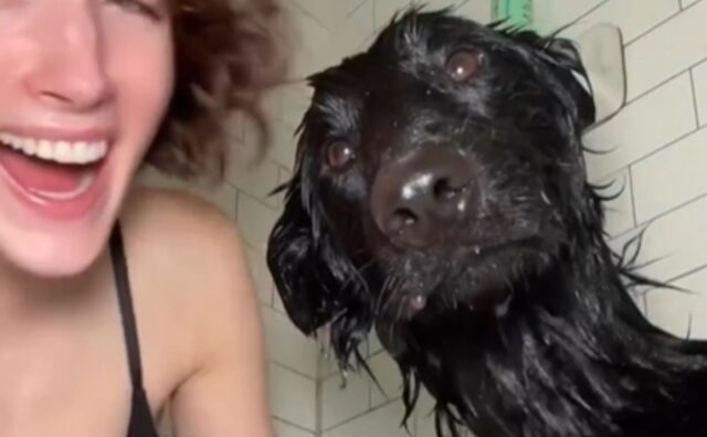 Questo cane è appena arrivato nella sua nuova casa e si fa coccolare con una bella doccia (VIDEO)