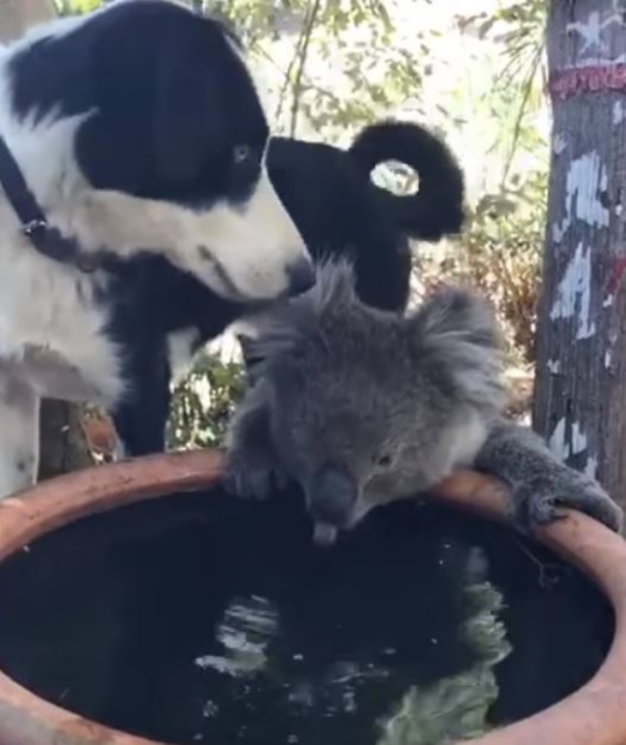 Rusty insieme ad un koala