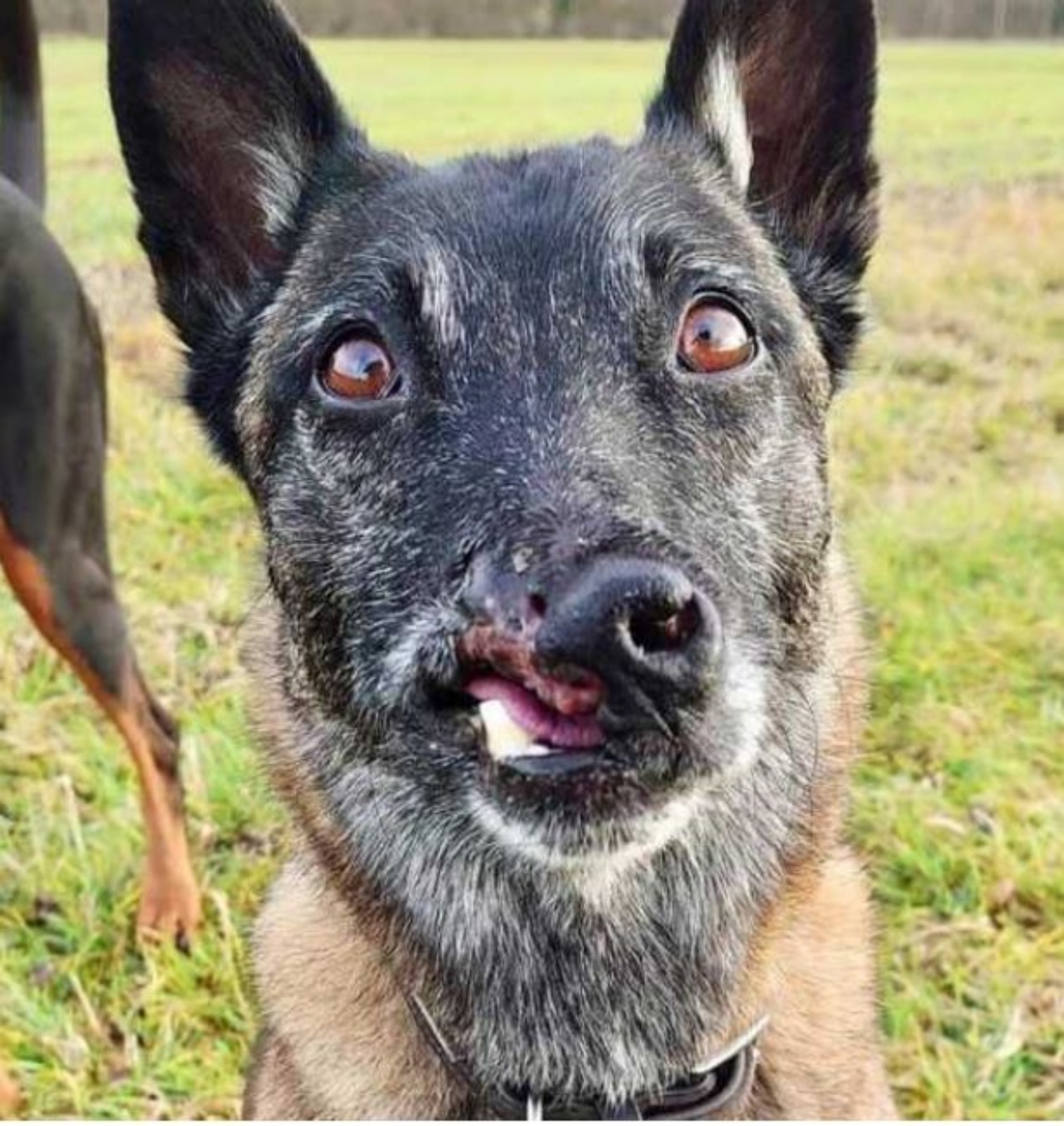 un cane di nome Angel