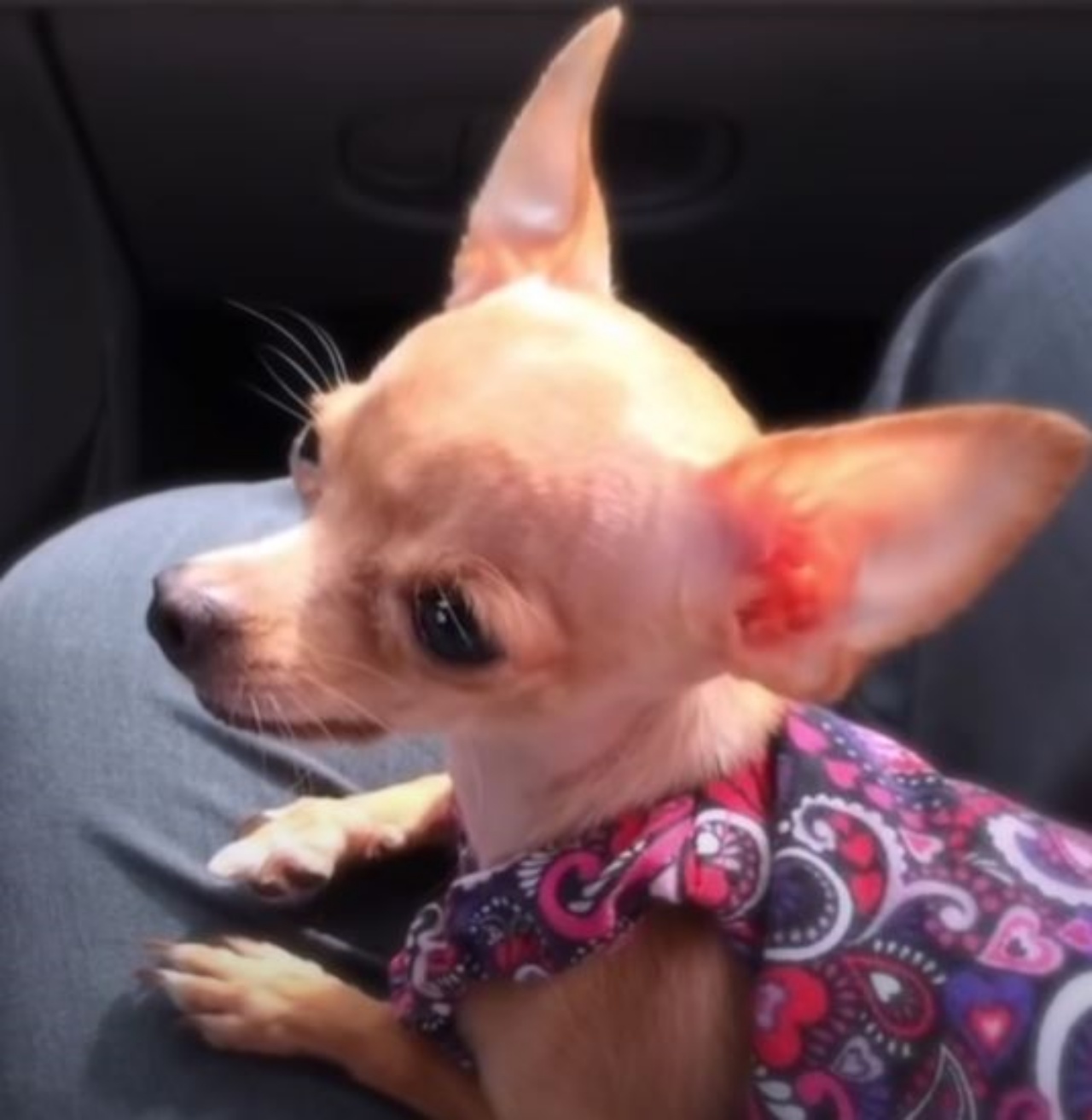 un cane che canta in auto