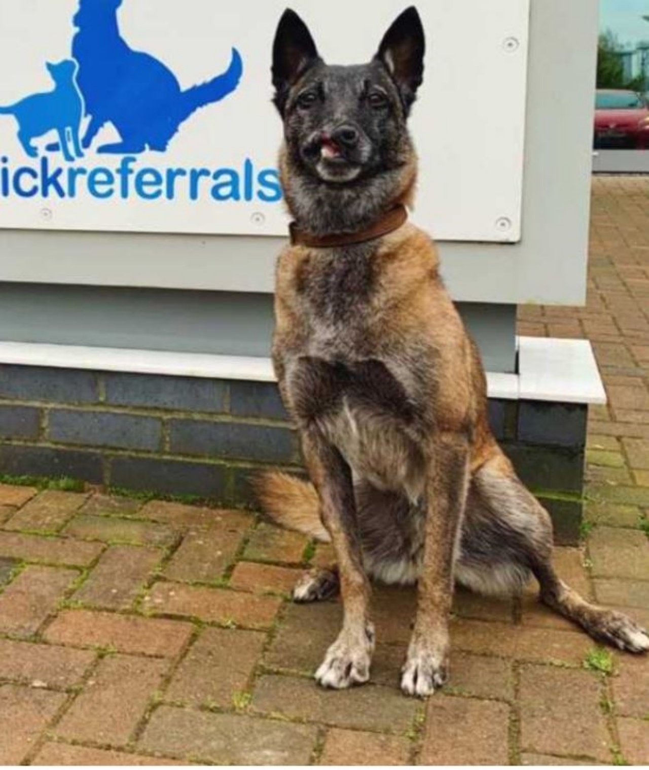 un cane di nome Angel