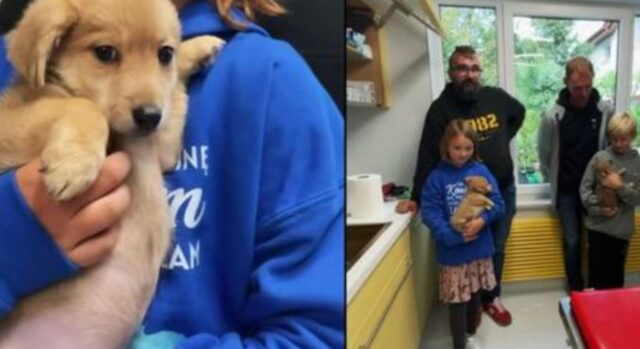 I tre cani orfani trovano casa: nessuno pensava che sarebbero riusciti in un’impresa simile