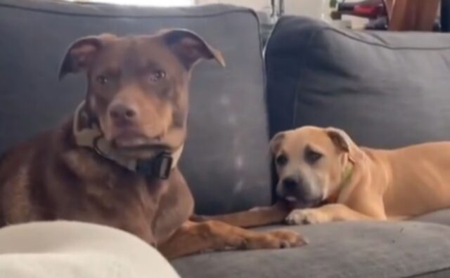 “Chi sta masticando la mia coda?”: quello che avviene tra i due cani è tutto da ridere (VIDEO)