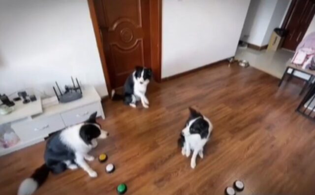 La scoperta dei comandi: questo cane guida i suoi fratelli (VIDEO)