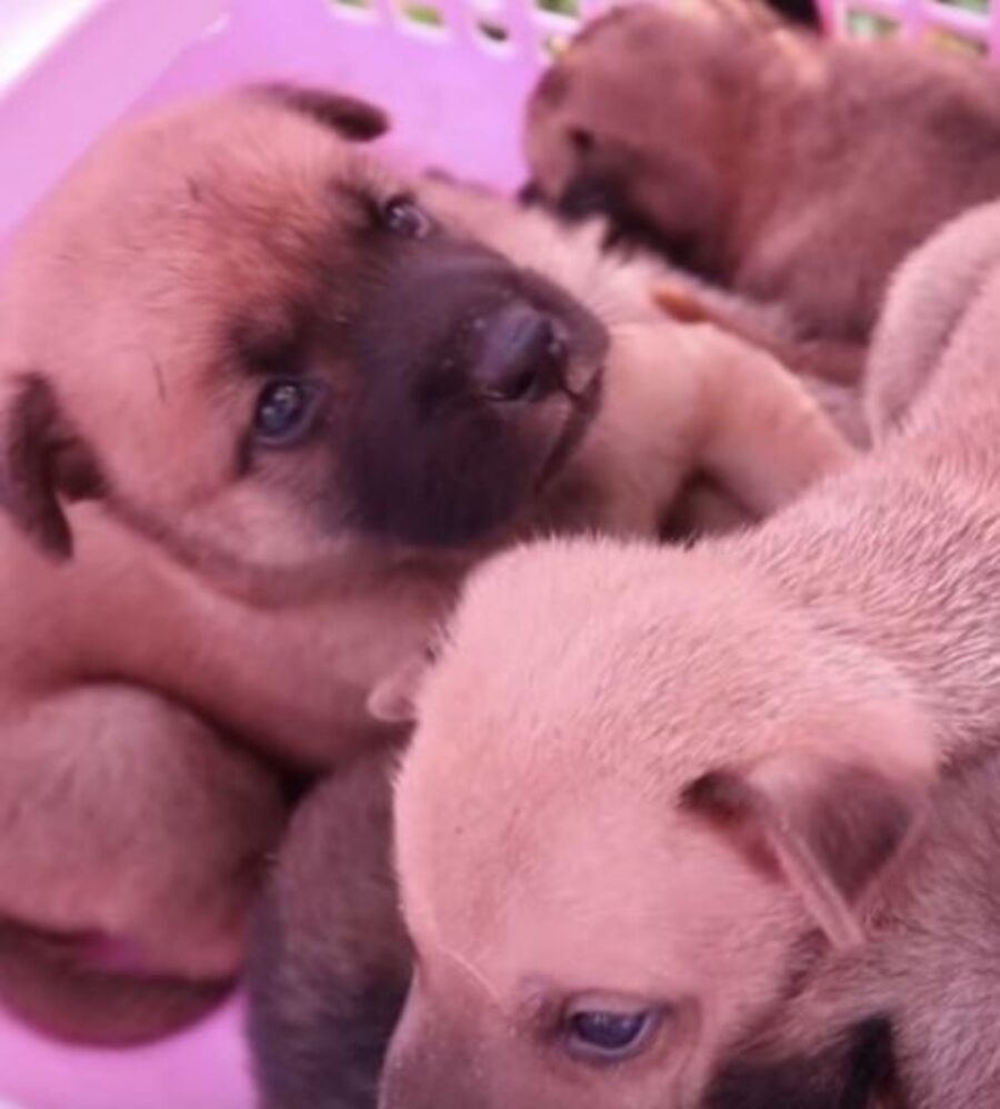 dei cuccioli salvati dalle rotaie di una ferrovia