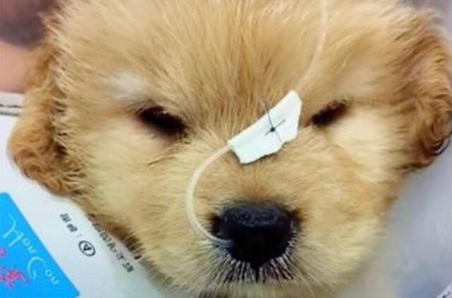 Un uomo ha abbandonato il suo cucciolo quando ha capito che il costo delle cure era troppo alto: lui si stava lasciando andare