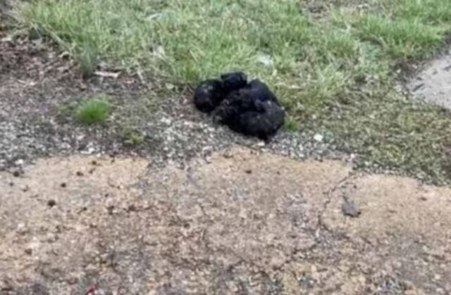 Il conducente dell’autobus vede da lontano un ammasso di pelo che si muove e si ferma per capire che succede