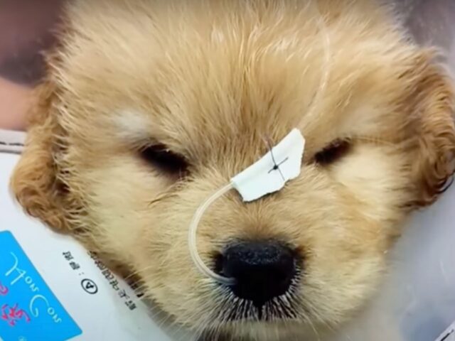 Questo cucciolo è stato abbandonato a causa del costo delle cure ma gli operatori dell’ospedale si sono rifiutati di rinunciare a lui