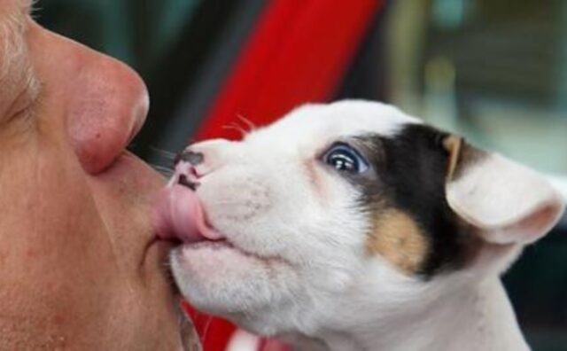 Il coraggio di questo adorabile cucciolo di Pitbull scioglie il cuore del pompiere: ora fa parte della squadra (VIDEO)