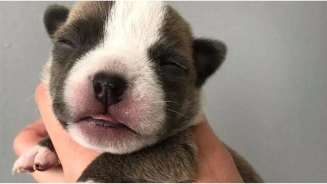 Pensavano che cucciolo di cane di un solo giorno fosse spacciato, invece sopravvive e diventa bellissimo