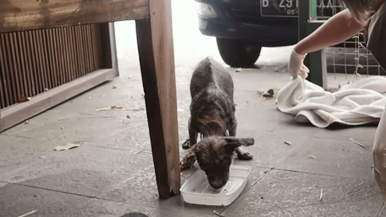 cagnolino con la testa chinata verso il basso