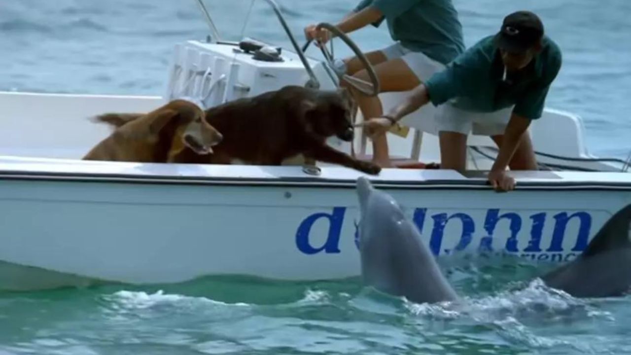 delfino si avvicina alla barca
