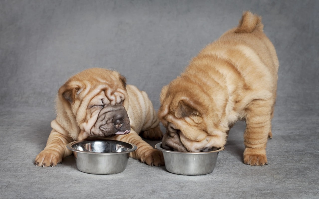 cuccioli che mangiano la pappa