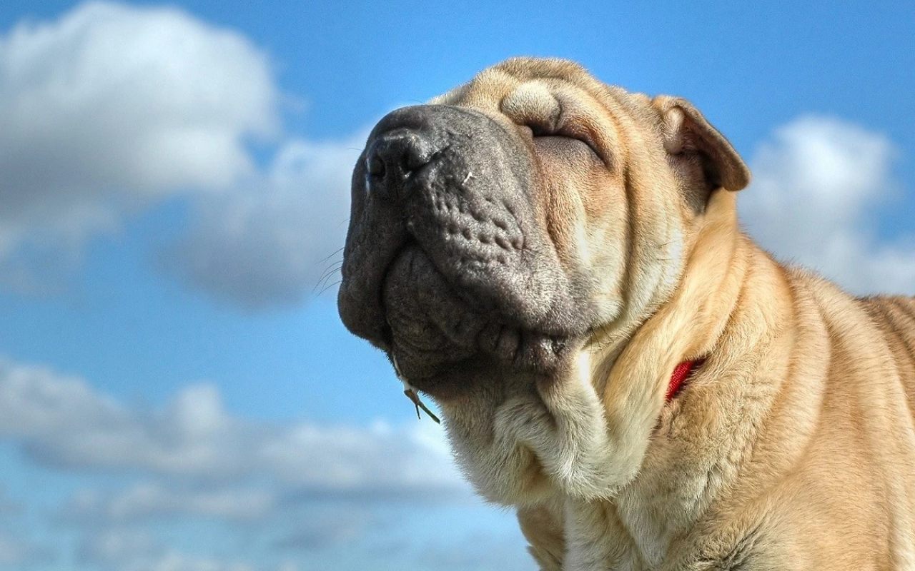cane che guarda il cielo
