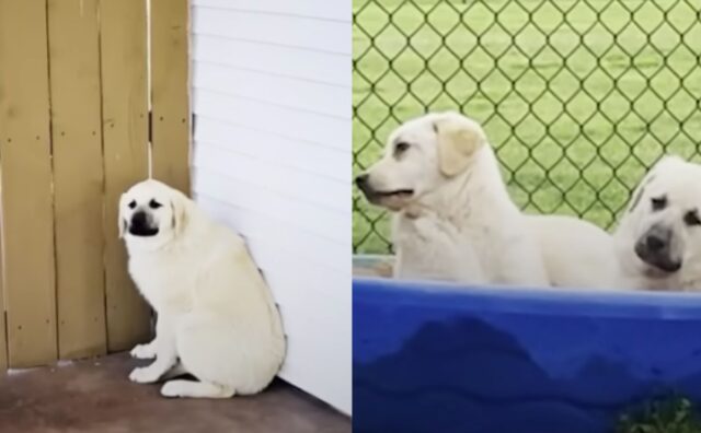 L’uomo esce di casa dopo aver sentito un rumore, ma non poteva immaginare che qualcuno gli avesse lasciato due cani (VIDEO)