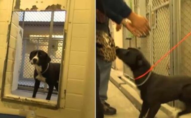 L’emozione più grande di questo cane è stata capire che sta per lasciare il canile per sempre (VIDEO)