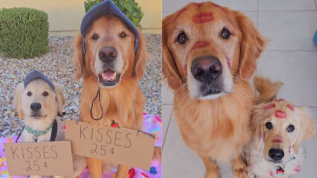 C’è da pagare il conto del veterinario e i due cani sanno come rimediare: è il momento dei baci