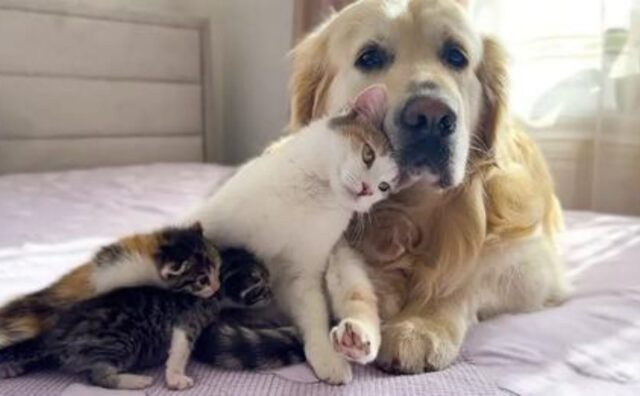 Il Golden Retriever ha trovato l’amore di una gattina che ora vuole affidargli i suoi micini (VIDEO)