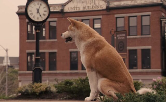 Che fine hanno fatto i tre cani che hanno interpretato Hachiko accanto a Richard Gere?