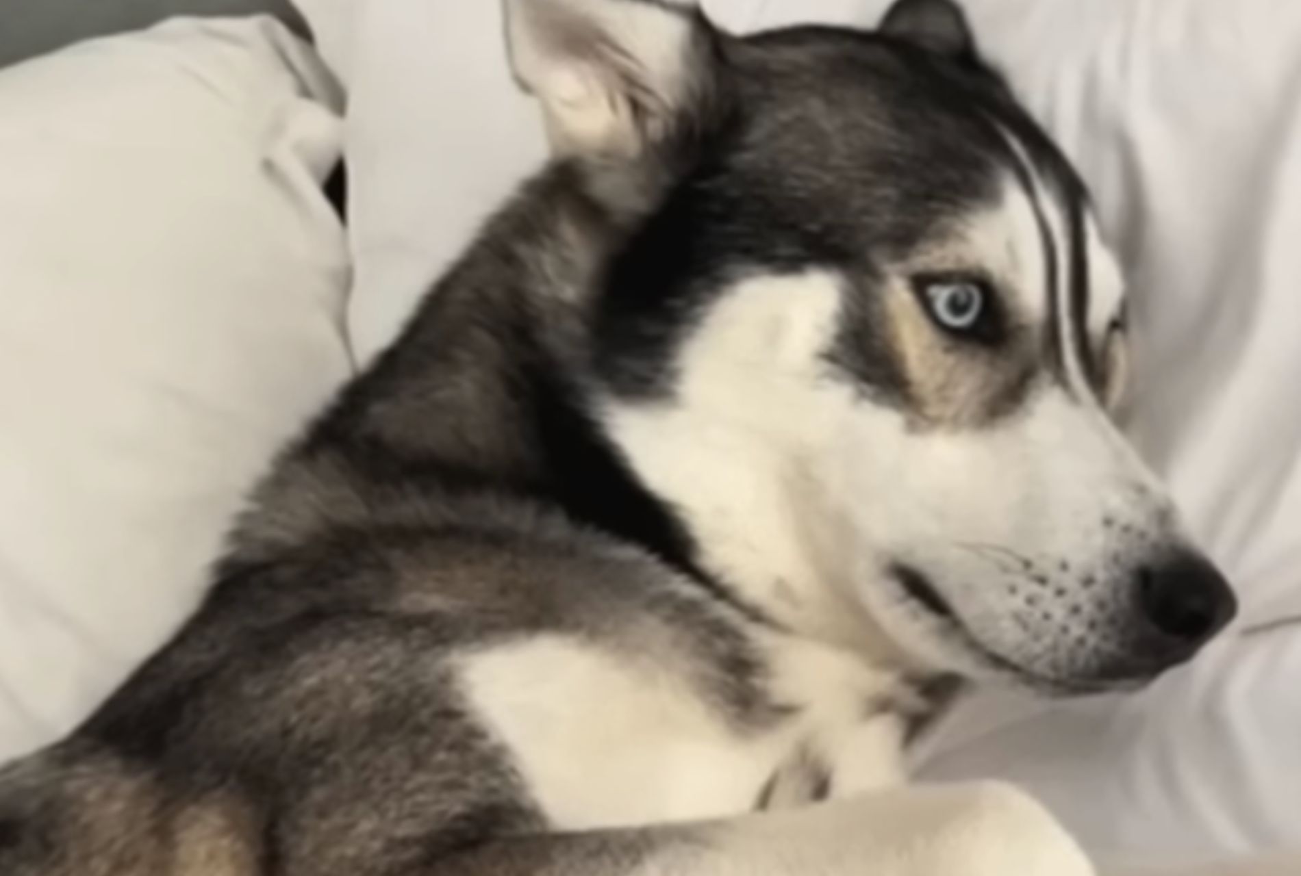 husky silenzioso