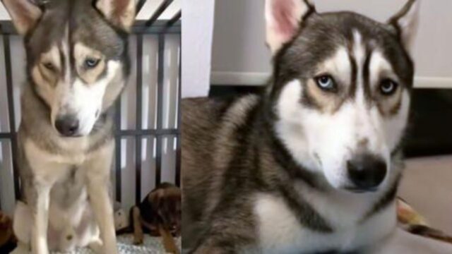 Perde la sua bellissima voce per dolore: l’Husky era troppo triste per cantare la sua canzone