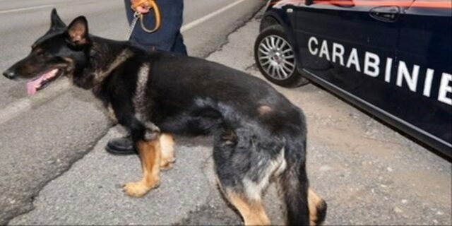 Il cane anti droga Attila permette di arrestare il pusher di Positano