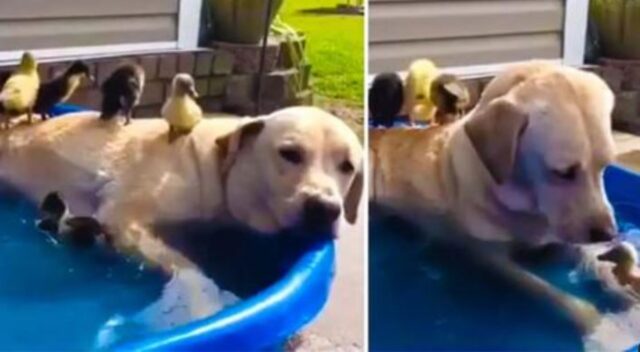 Relax ma non da solo: questo Labrador adora rilassarsi insieme alle sue amate amiche paperelle