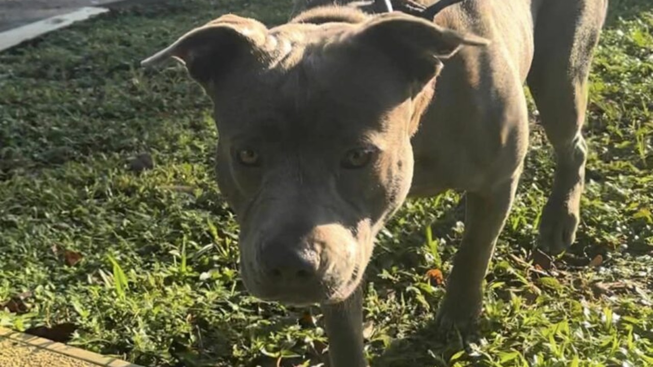 Cane passeggia nel prato