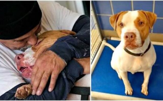 “O il cane o la casa”: l’uomo abbandona il suo Pitbull, ma fin dall’inizio aveva un piano per riuscire a riprenderlo (VIDEO)