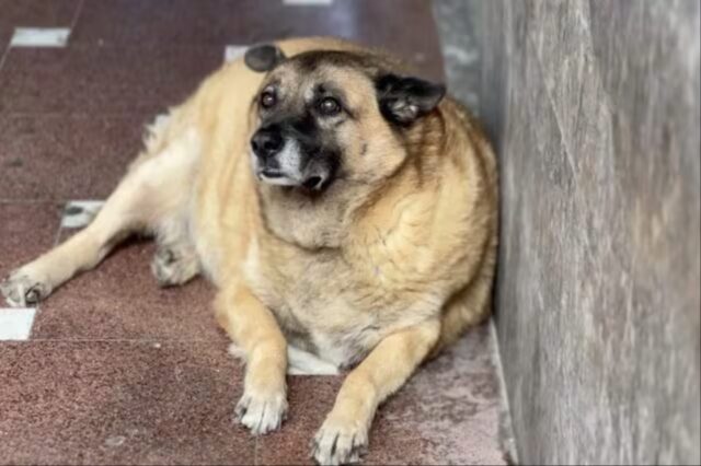 Pippo, il cane di quartiere di Avellino, è a dieta perché ancora in sovrappeso